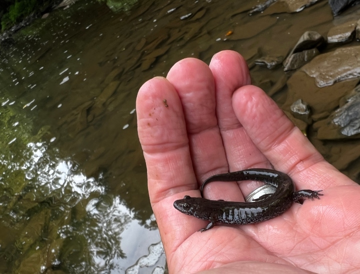 Dusky Salamander